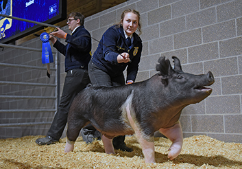  Livestock Show and Sale generates more than $450,000 for projects